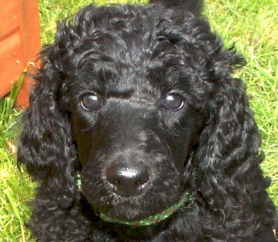 Portrait von Loki