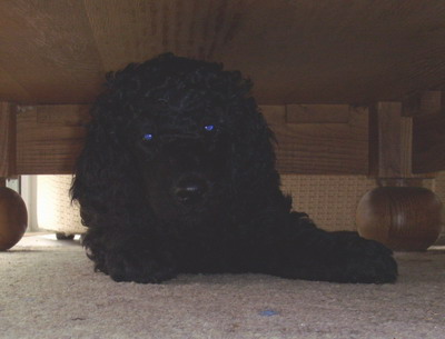 Loki spielt "Burg" unter dem Tisch