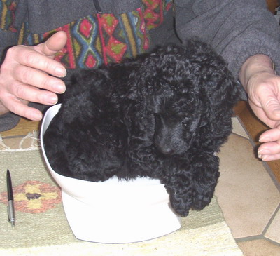 Loki beim Wiegen in der "Baby-Waage"