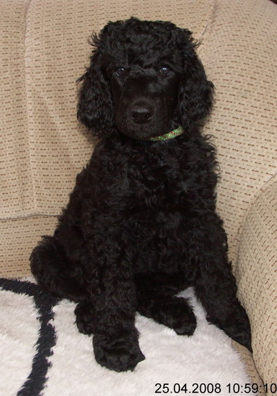 Loki auf dem Sofa