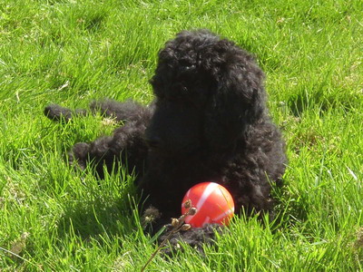 Loki spielt mit dem Ball