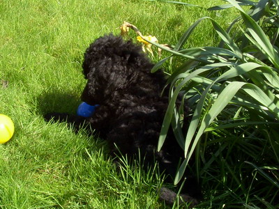 Loki am Ball