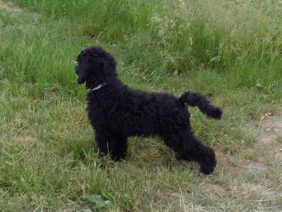 Loki beim Spaziergang