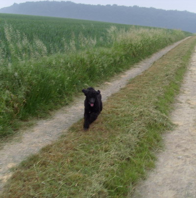 Loki beim Spaziergang