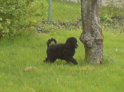 Loki im Garten