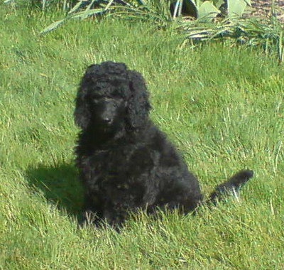 Loki im Garten