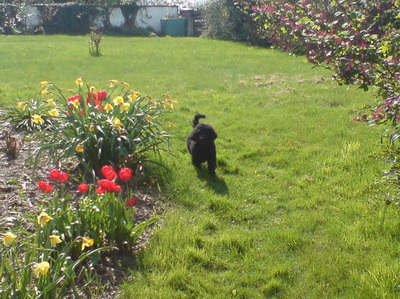 Loki im Garten