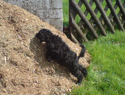 Loki im Garten