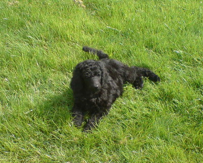 Loki im Garten