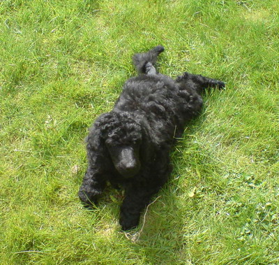 Loki im Garten
