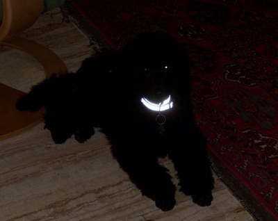 Loki im Dunkeln
