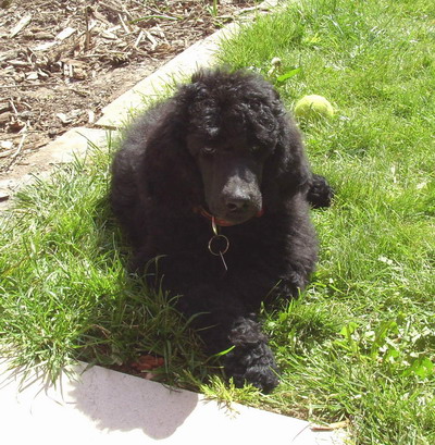 Loki im Gras