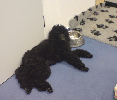 Loki im Hitzestress