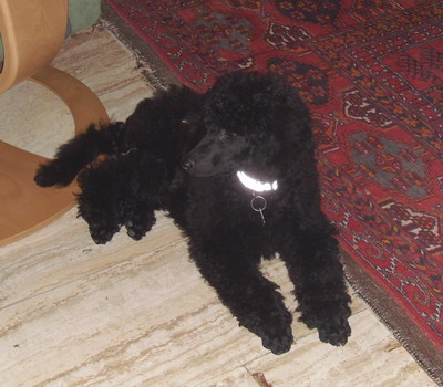 Loki im Wohnzimmer