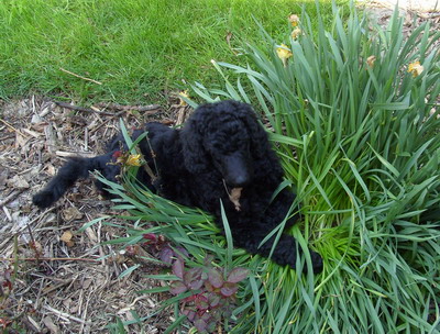Loki in den Osterglocken