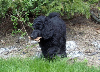 Loki mit Pansen