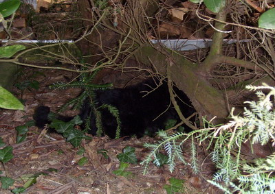 Loki versteckt seinen Pansen