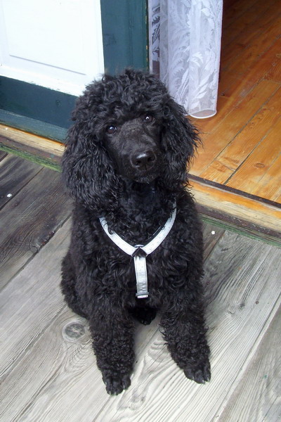 Loki auf dem Hotelbalkon