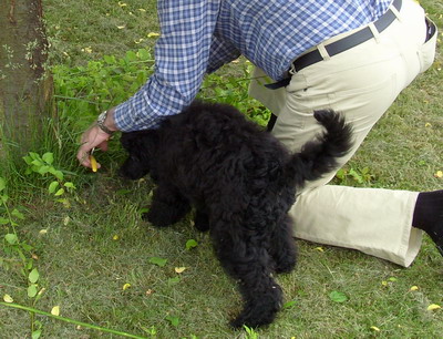 Loki bei der Gartenarbeit