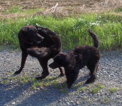 Chico und Loki