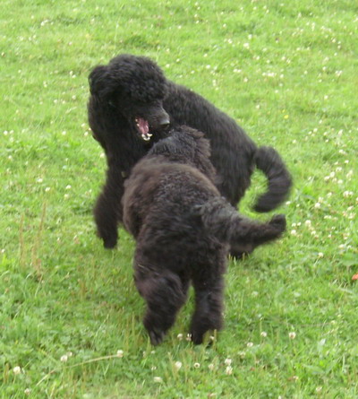 Enzo und Loki noch trocken
