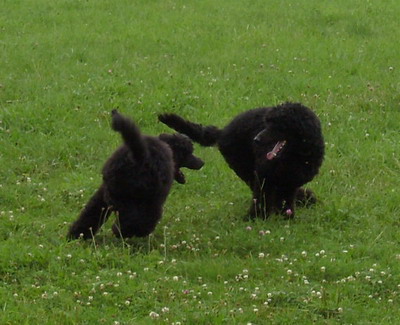 Enzo und Loki beim Spielen