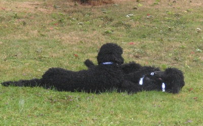 Enzo und Loki