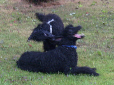 Enzo und Loki