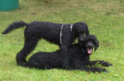 Enzo und Loki