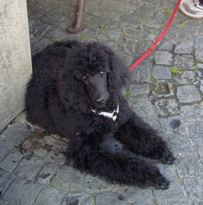 Loki nach der Wanderung