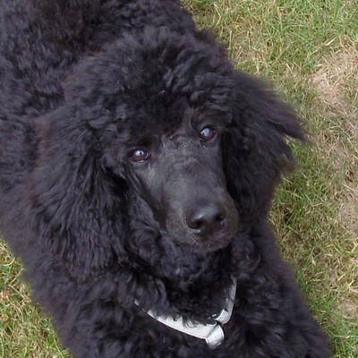 Loki im Garten