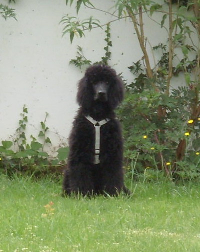 Loki passt auf