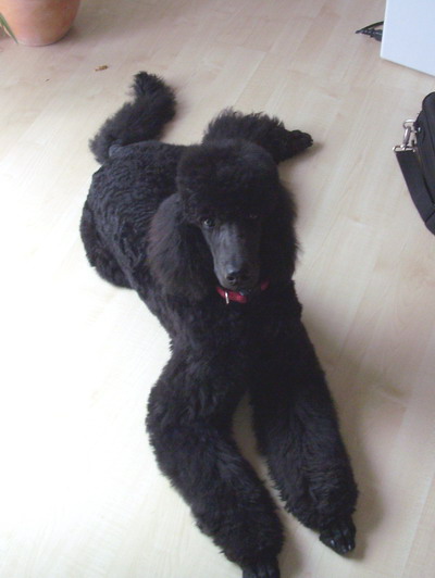 Loki mit Modeschur