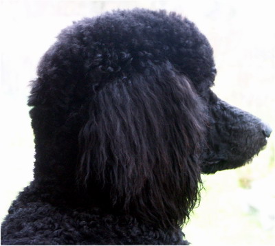 Profil von Loki