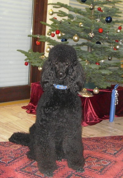 Loki vor dem Weihnachtsbaum