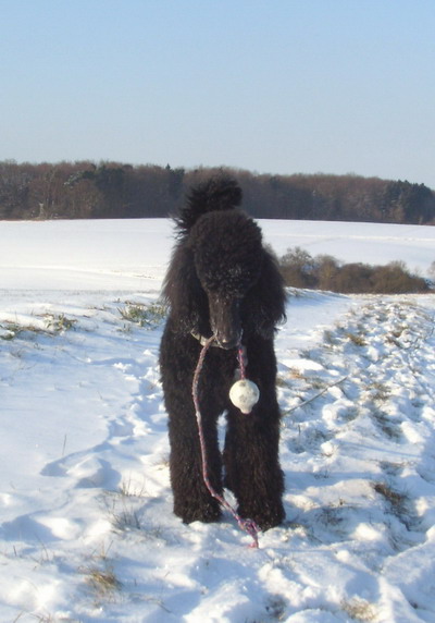 Loki mit seinem Ball