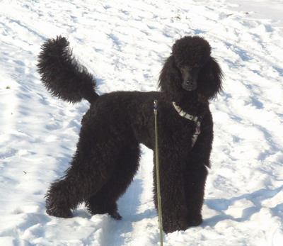 Loki im Schnee