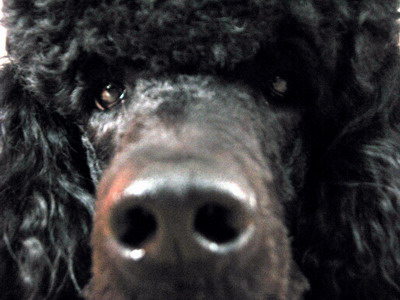 Loki Close Up