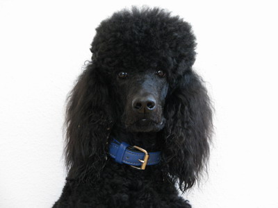 Loki Portrait