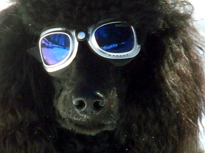 Loki mit Sonnenbrille