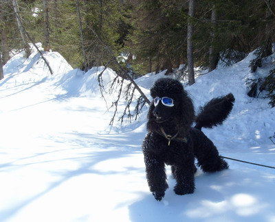 Loki im Schnee