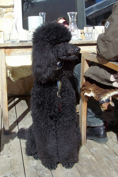 Loki auf der Terrasse