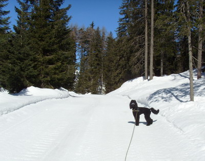 Loki im Schnee
