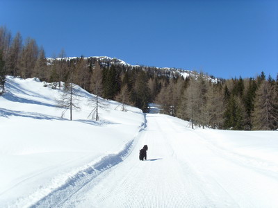 Loki im Schnee