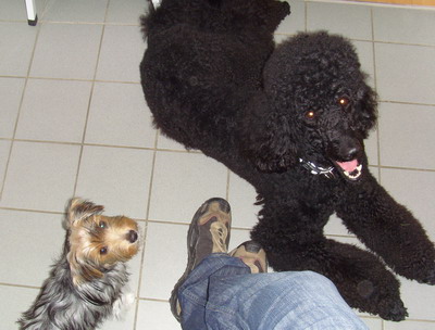 Loki und Elvis in der Küche