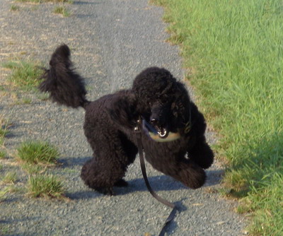 Loki in Action