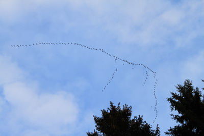 Vögel