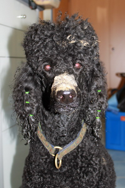 Loki, wieso hast Du so eine braune Nase?