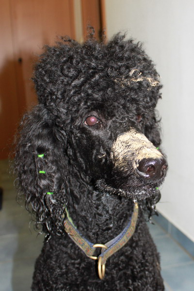 Loki mit Schlammnase