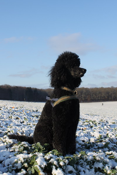 Loki im Schnee